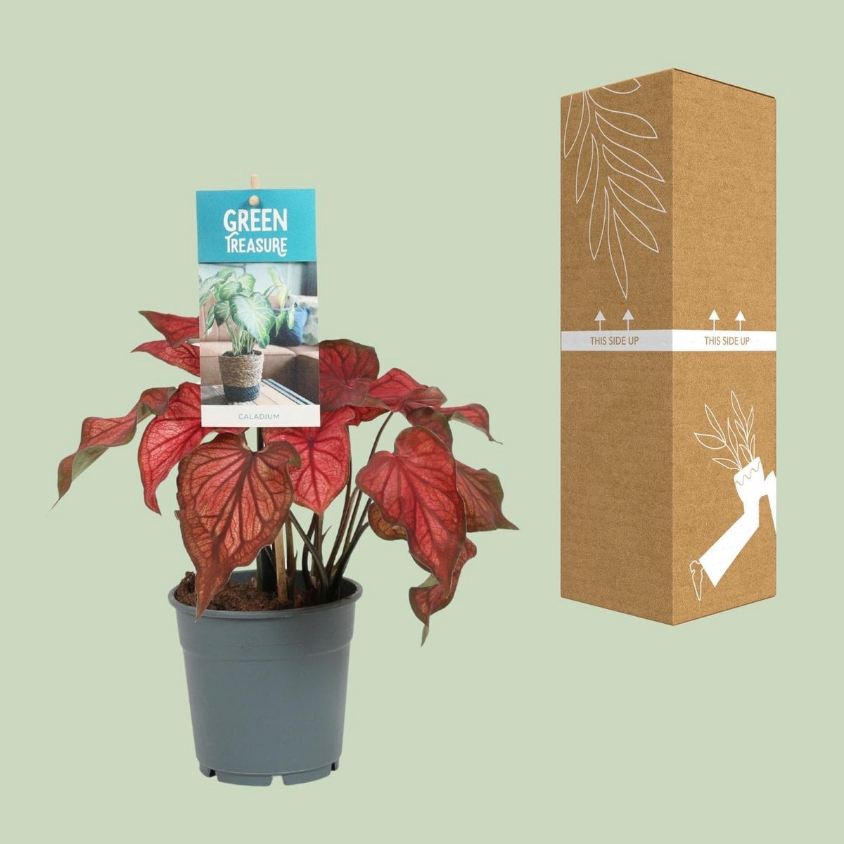Caladium Red - Ø12cm - ↕25cm
