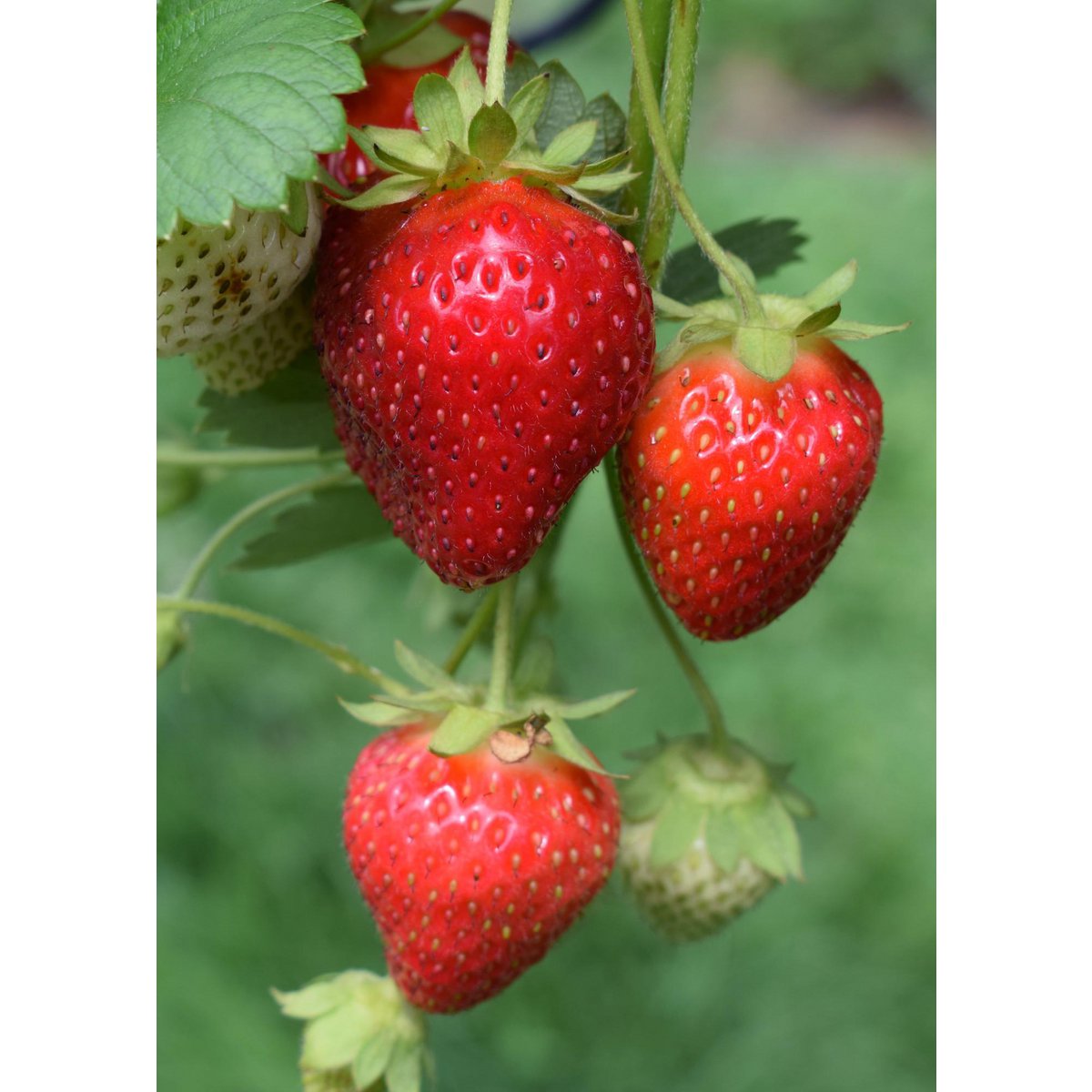 Fragaria x ananas Delizzimo - Strawberry - Ø13cm - ↕45cm