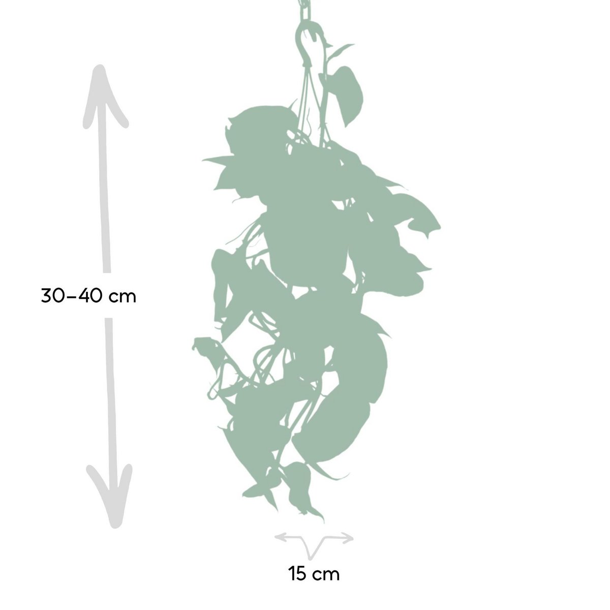 Kamerplant Epipremnum Aureum Ø15cm ↕25cm
