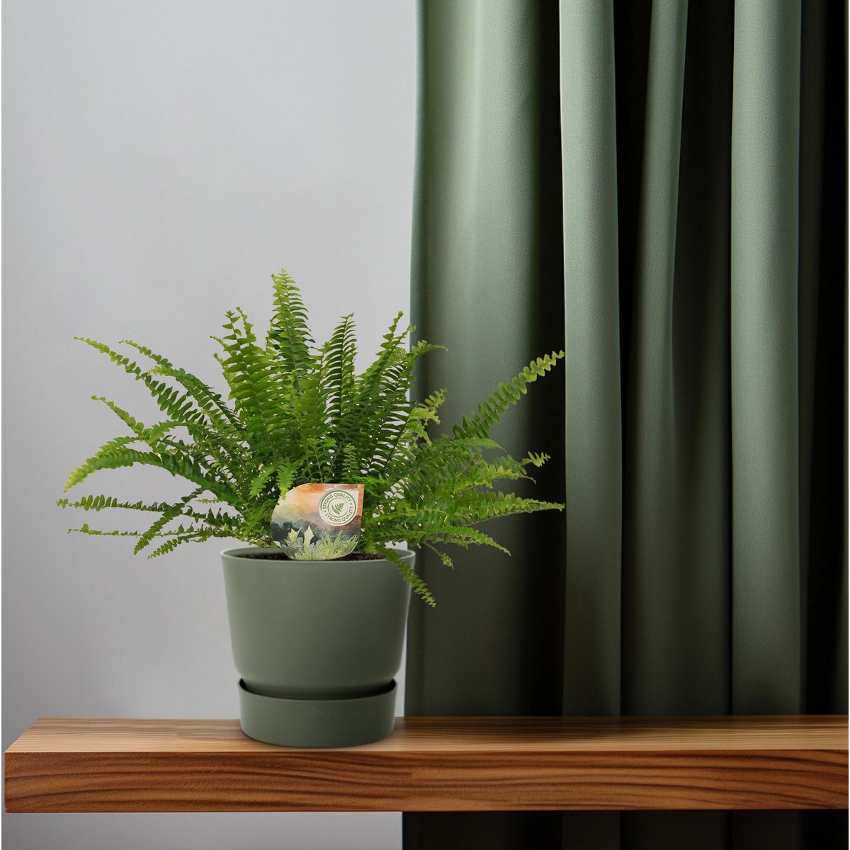 Kamerplant Nephrolepis Green Lady Ø12 cm