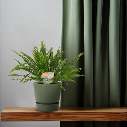Kamerplant Nephrolepis Green Lady Ø12 cm