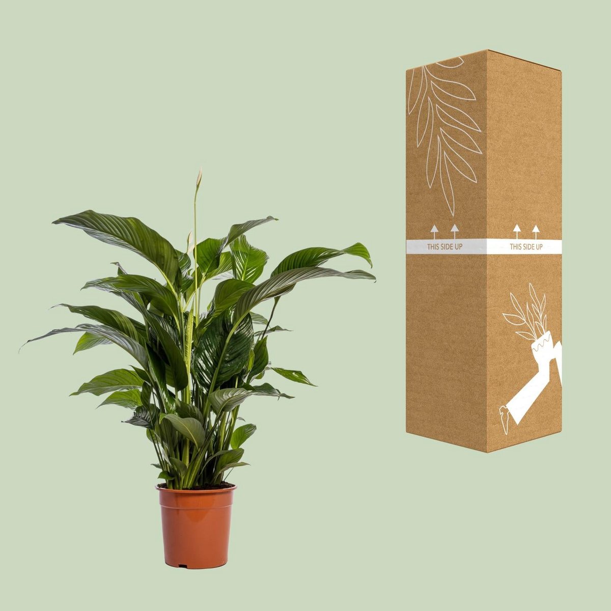 Vredeslelie Spathiphyllum Bellini potmaat 24 cm