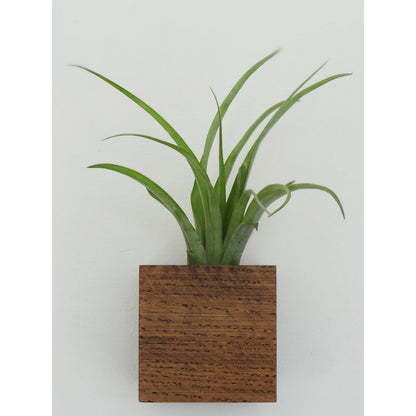 Cube - Dark oak