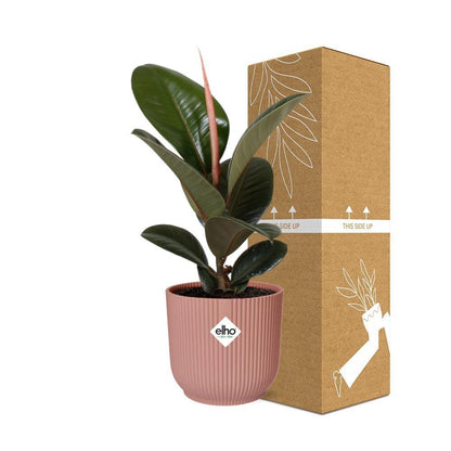 Ficus Elastica Robusta kamerplant 14cm roze pot