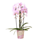 Orchidee Phalaenopsis Niagara Fall roze Ø12 cm