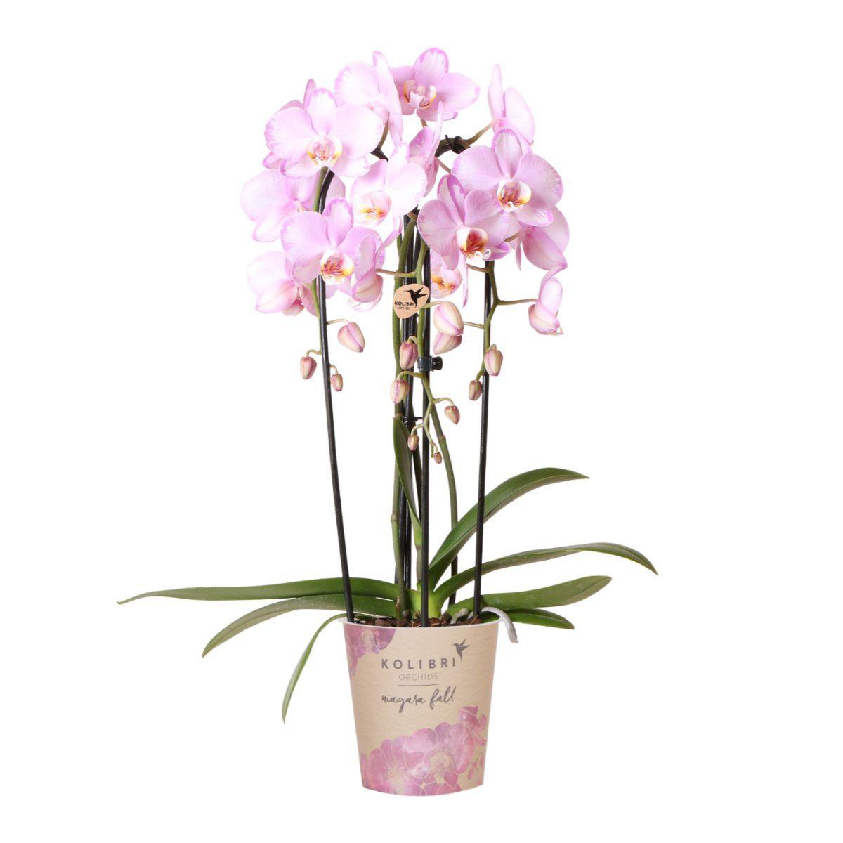 Orchidee Phalaenopsis Niagara Fall roze Ø12 cm