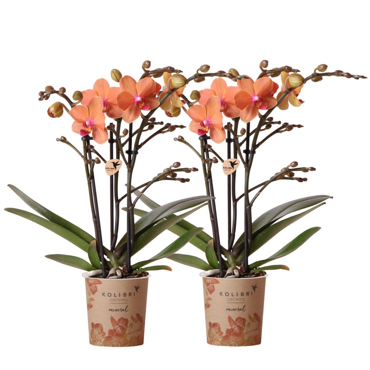 Set van 2 Oranje Phalaenopsis Orchideeën Bolzano – Ø9cm Kweekpot