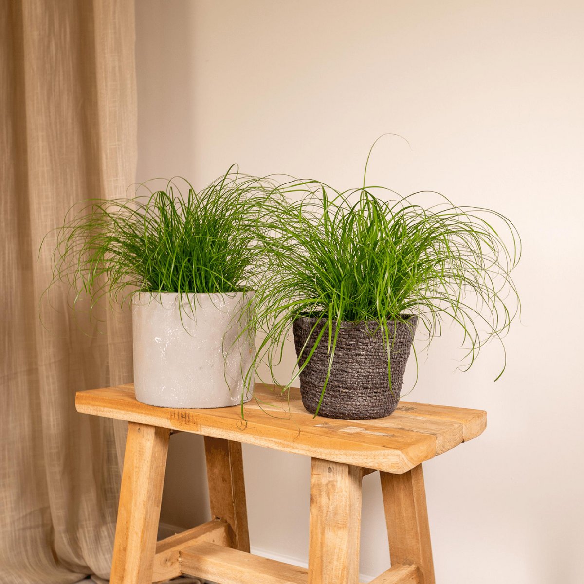 2x Cyperus Alternifolius - Kattengras - 20cm - ø12