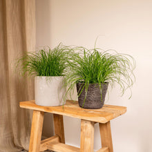 2x Cyperus Alternifolius - Umbrella Papyrus - 20cm - ø12