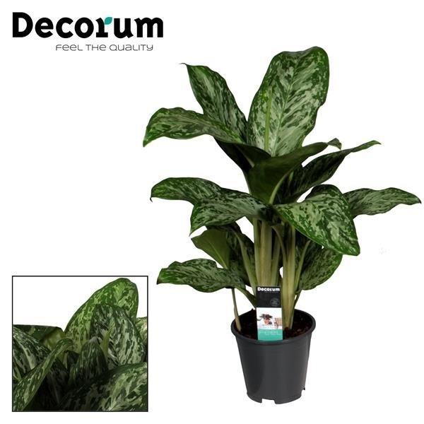 Aglaonema Greenlight kamerplant Ø17cm 60cm