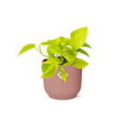 Kamerplant Epipremnum Golden Pothos in Elho pot roze 14cm