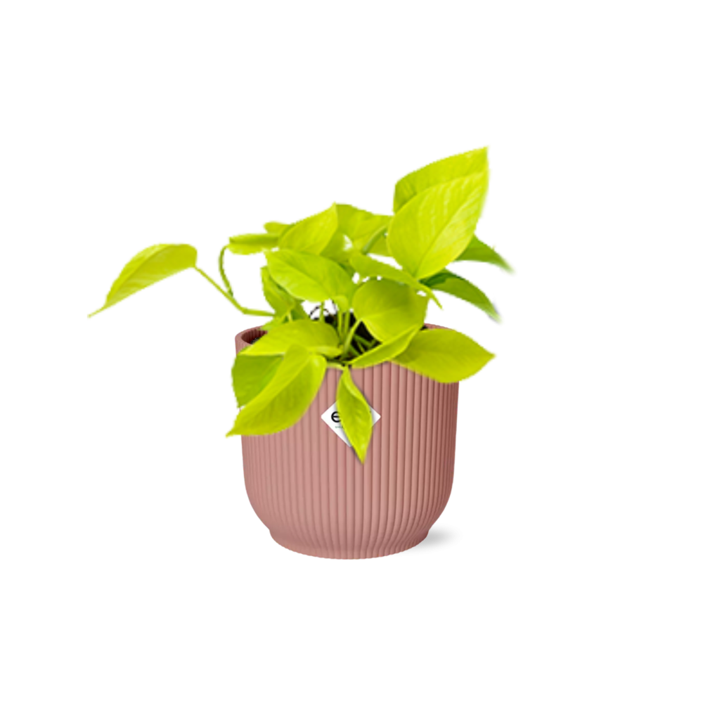 Kamerplant Epipremnum Golden Pothos in Elho pot roze 14cm