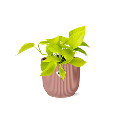 Kamerplant Epipremnum Golden Pothos in Elho pot roze 14cm