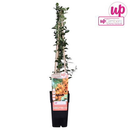 Pyracantha 'Soleil D'or' - Ø15cm - ↕65cm