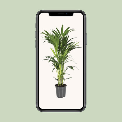 Kentia palm Howea Forsteriana 110 cm