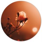 Wall circle morning rose