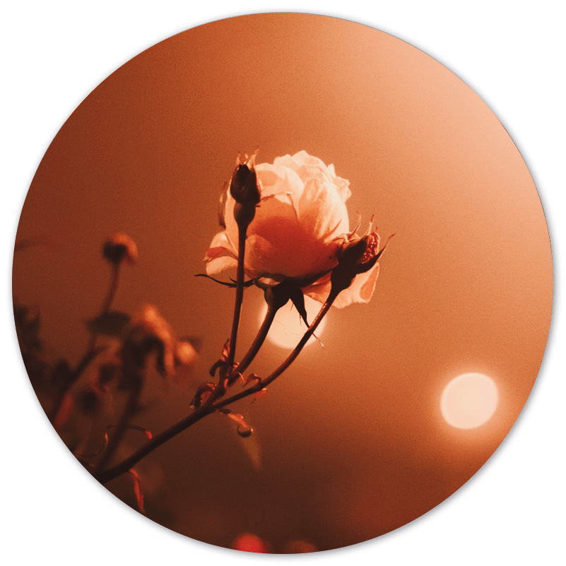 Wall circle morning rose