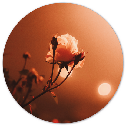 Wall circle morning rose