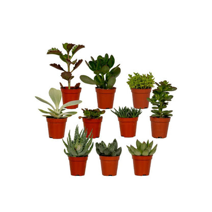 Succulenten mix 10 stuks potmaat 7 cm