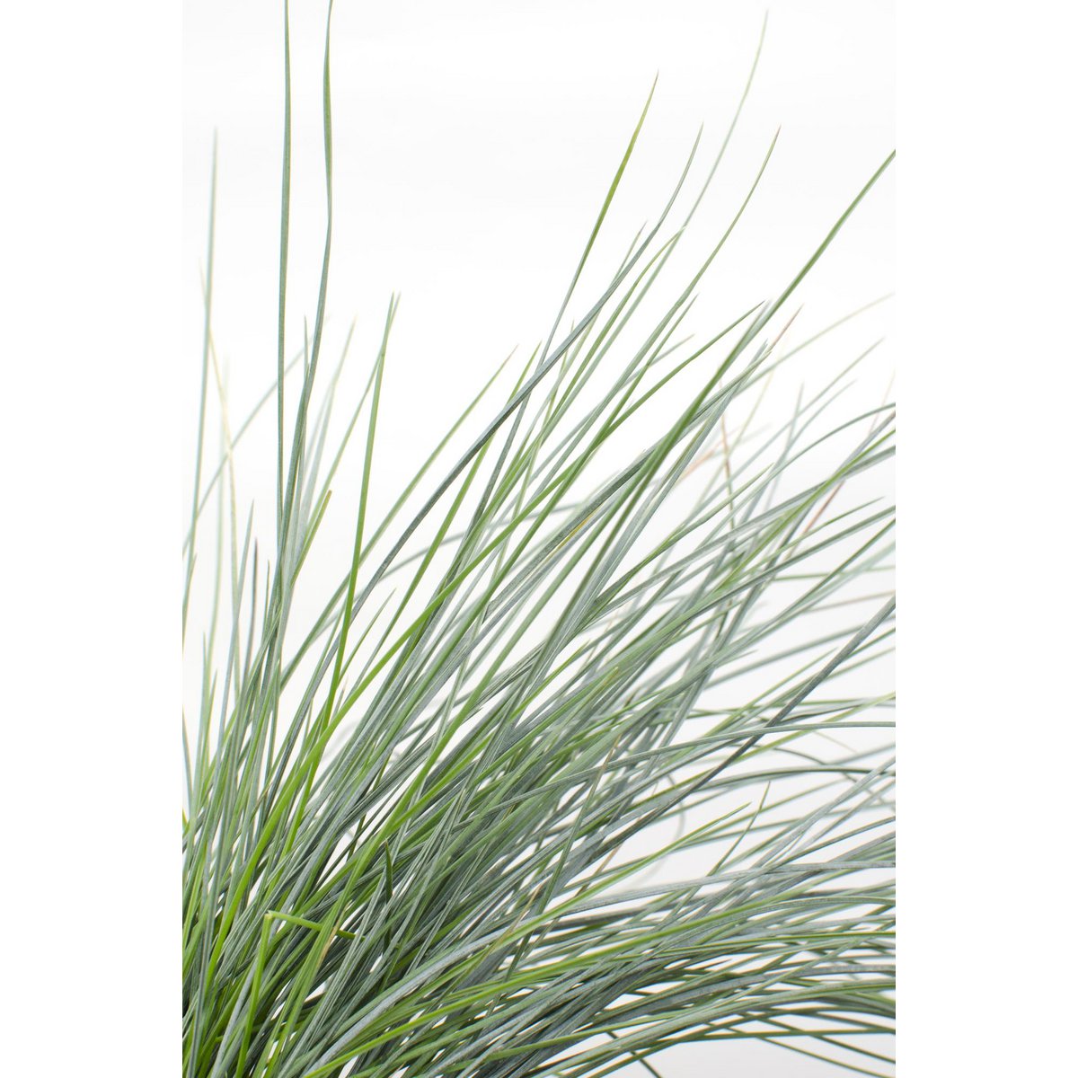 Festuca Glauca Azura Blue - Ø19cm - ↕40cm - Ø14 - ↨30cm