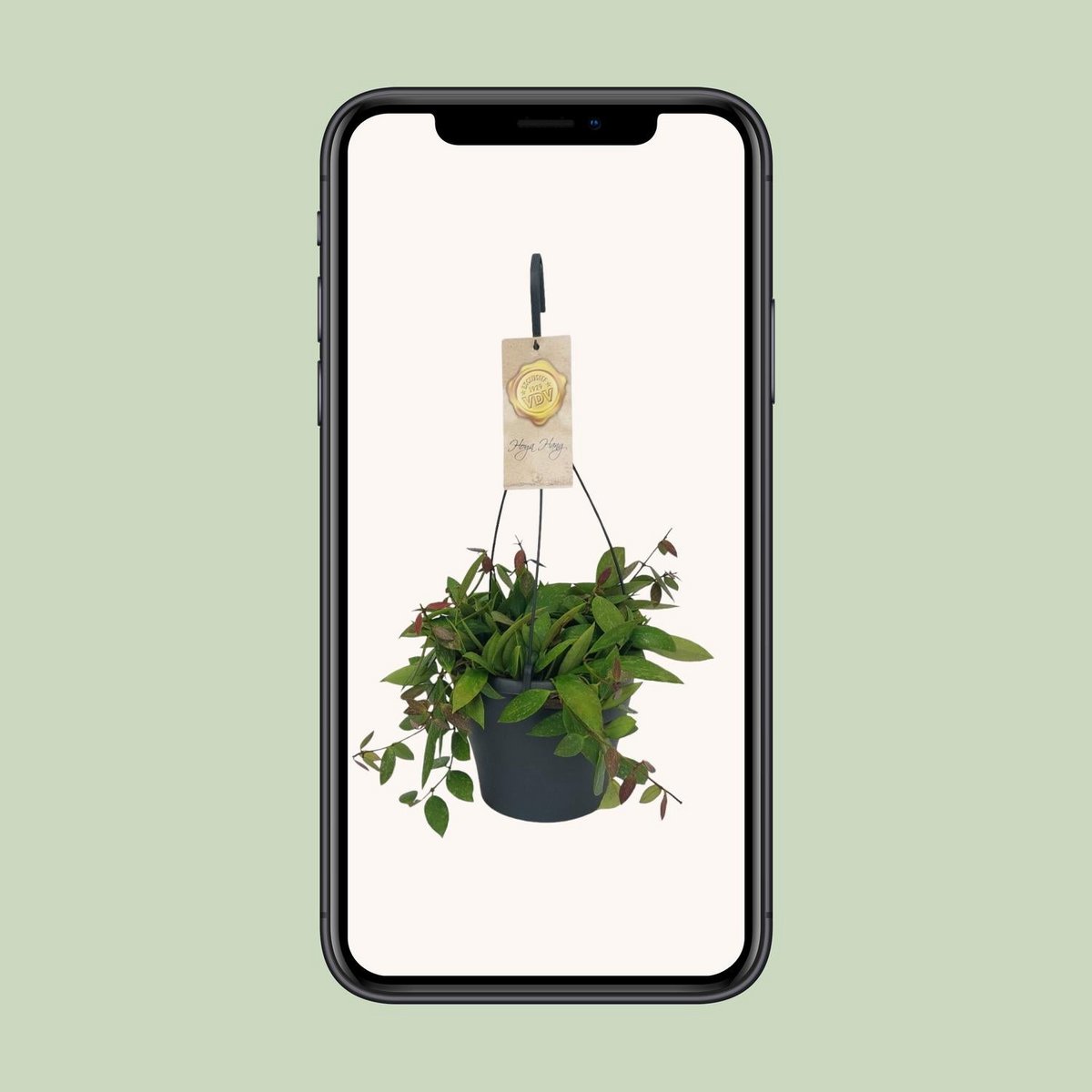 Hoya Gracilix - Ø19cm - ↕20cm