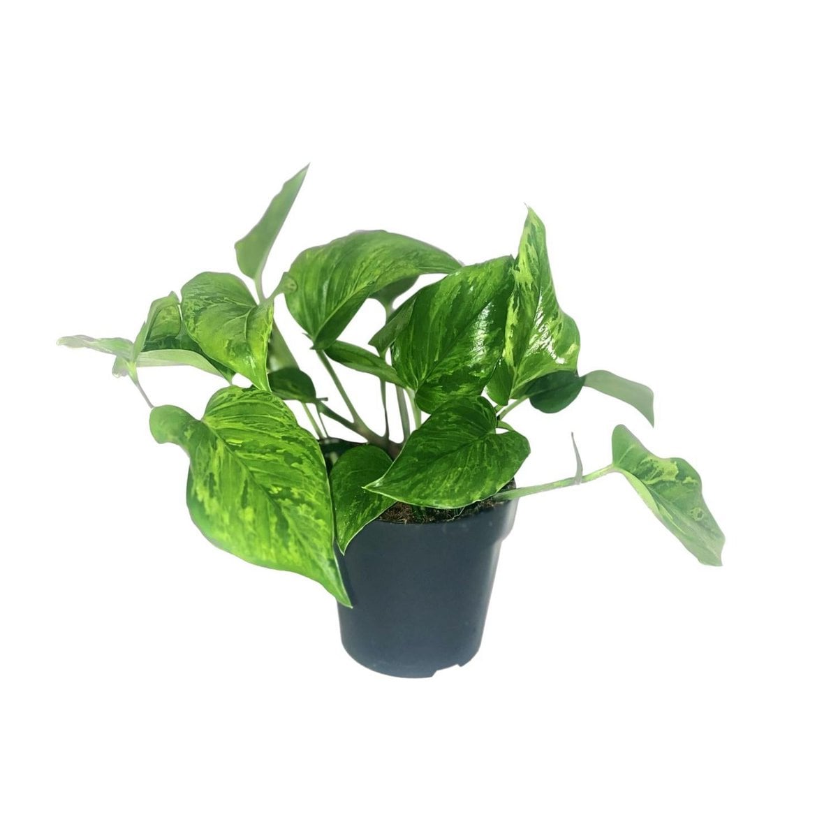 Kamerplant Scindapsus Epipremnum Marble Green Ø12cm