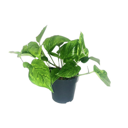 Kamerplant Scindapsus Epipremnum Marble Green Ø12cm