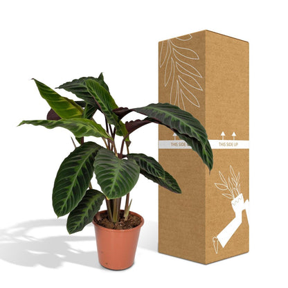 Calathea Warscewiczii pauwenplant Ø19cm 70cm groen