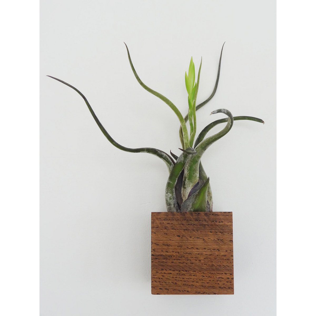 Cube - Dark oak