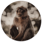 Muurcirkel monkey Dibond/Forex
