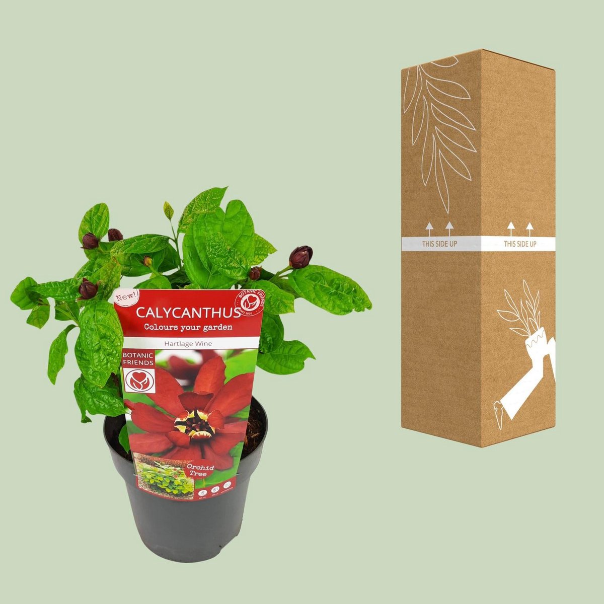 Calycanthus struik 19 cm pot karmijnrood