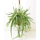 Planten Lepismium Bolivianum Ø17x55 cm