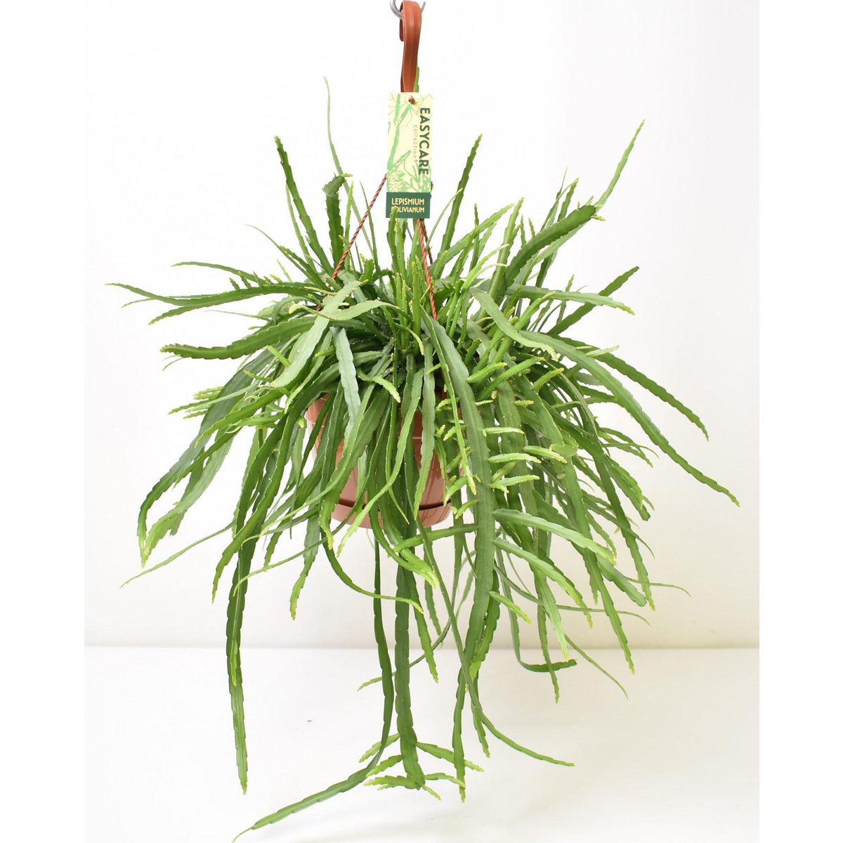 Planten Lepismium Bolivianum Ø17x55 cm