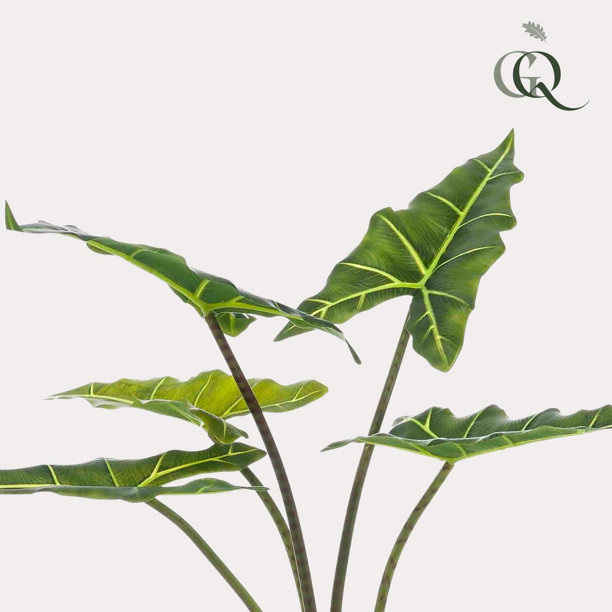 Kunstplant Alocasia Frydek 80 cm