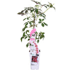 Klimplant Parthenocissus henryana Ø15x65 cm