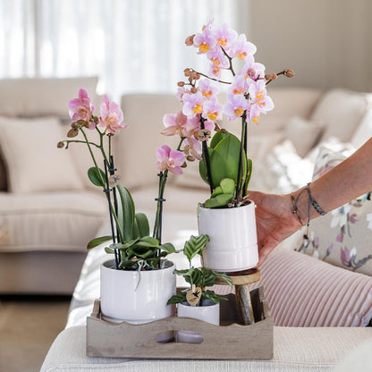 Roze Phalaenopsis Orchidee in witte Pastel pot (Ø9cm)
