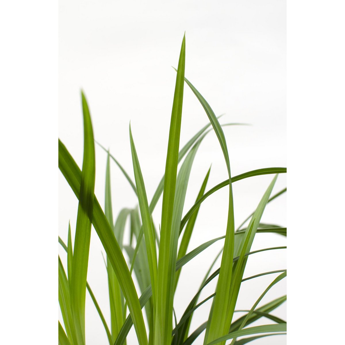 Siergras Carex Irish Green Ø19cm