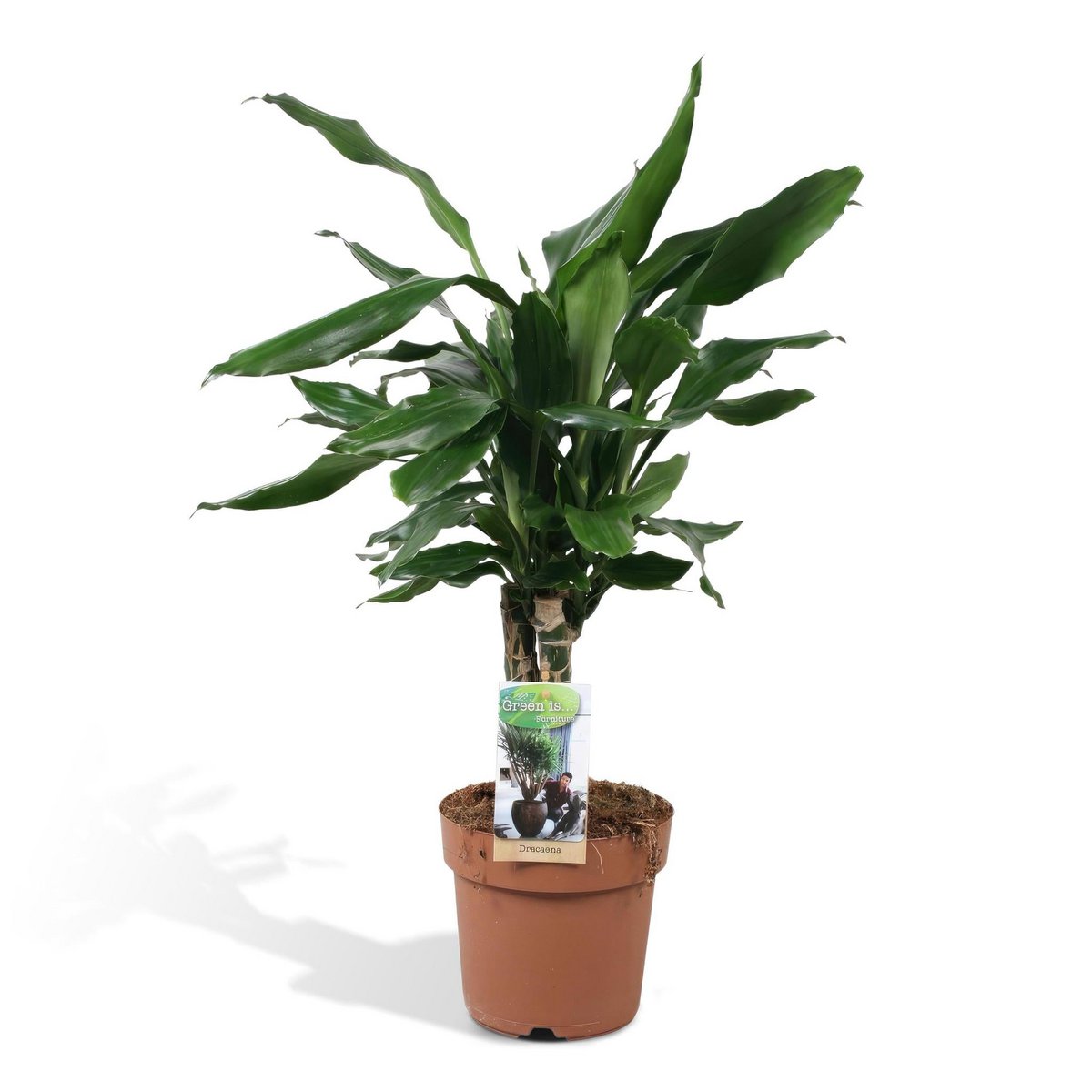 Dracaena geurstudnerer Green - ↨55cm - Ø17cm