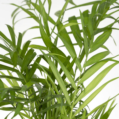 Kamerplant Chamaedorea Elegans Ø17 cm ↕55 cm