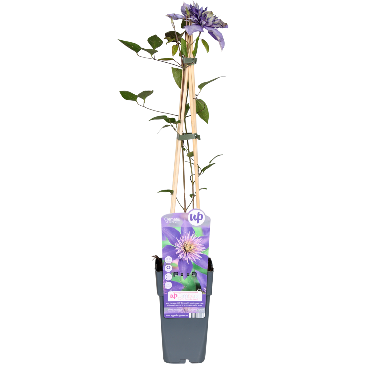 Clematis Multi Blue bosrank Ø15cm 65cm