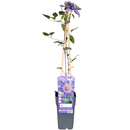 Clematis Multi Blue bosrank Ø15cm 65cm