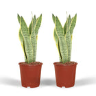Sansevieria Laurentii 2 stuks ø14cm 40cm