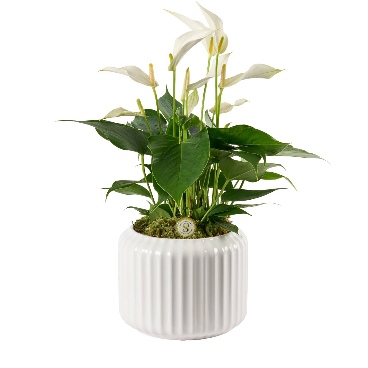 Sierpot keramiek 16 cm ribpatroon glanzend wit