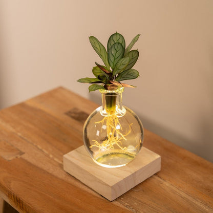 Calathea in Samoa glass with LED lighting - ø12cm - ↕10cm