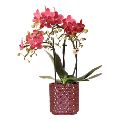 Phalaenopsis orchidee rood in rode sierpot Ø9 cm