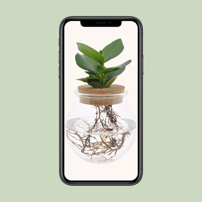 Clusia kamerplant bolglas Ø12cm ↕30cm