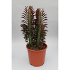 Euphorbia Trigona Crubra plant Ø12cm 40cm