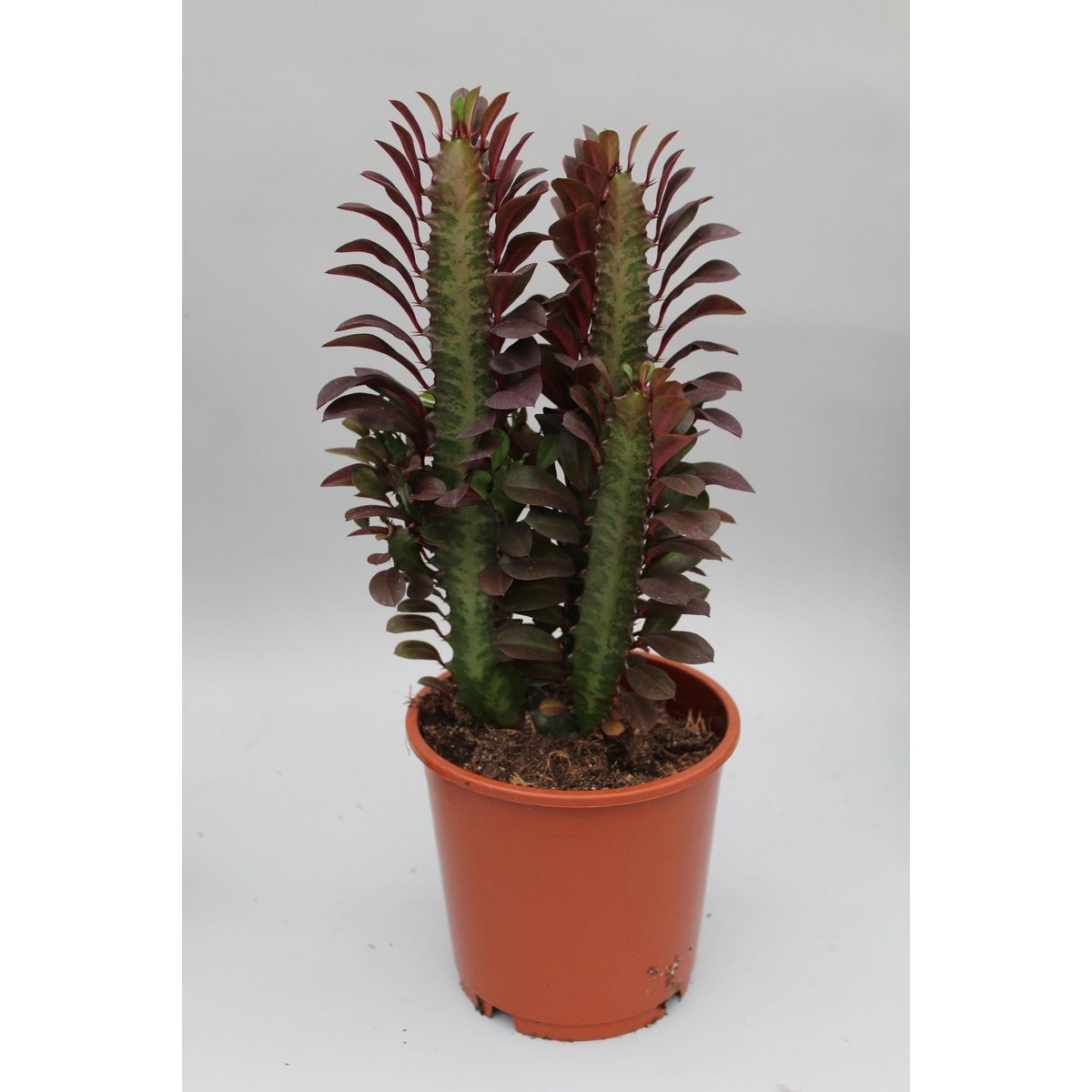 Euphorbia Trigona Crubra plant Ø12cm 40cm