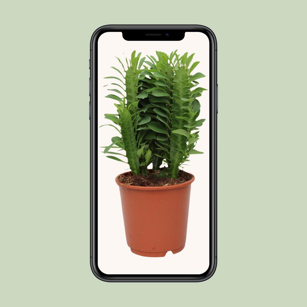 Euphorbia Trigona Ø12 cm 40 cm