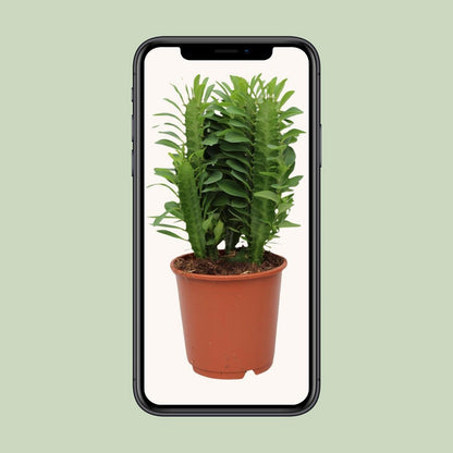 Euphorbia Trigona Ø12 cm 40 cm